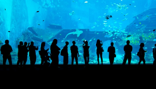 S.E.A Aquarium