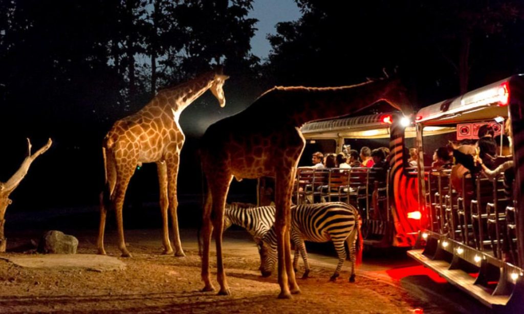 Night Safari - Roaming Routes 